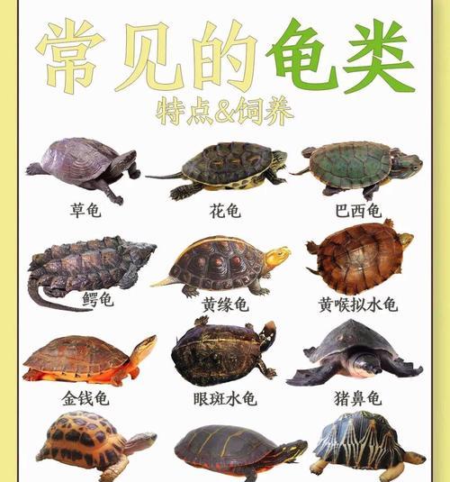 火焰龟的饮食习惯与喜好（揭秘火焰龟的口味偏好及食物需求）