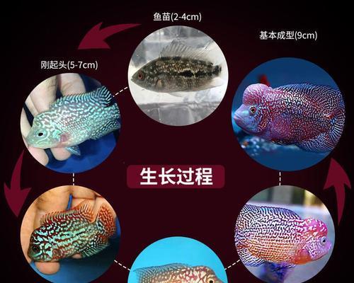 罗汉鱼的饮食习惯及营养需求（探究罗汉鱼适合食用的食物种类及其重要性）