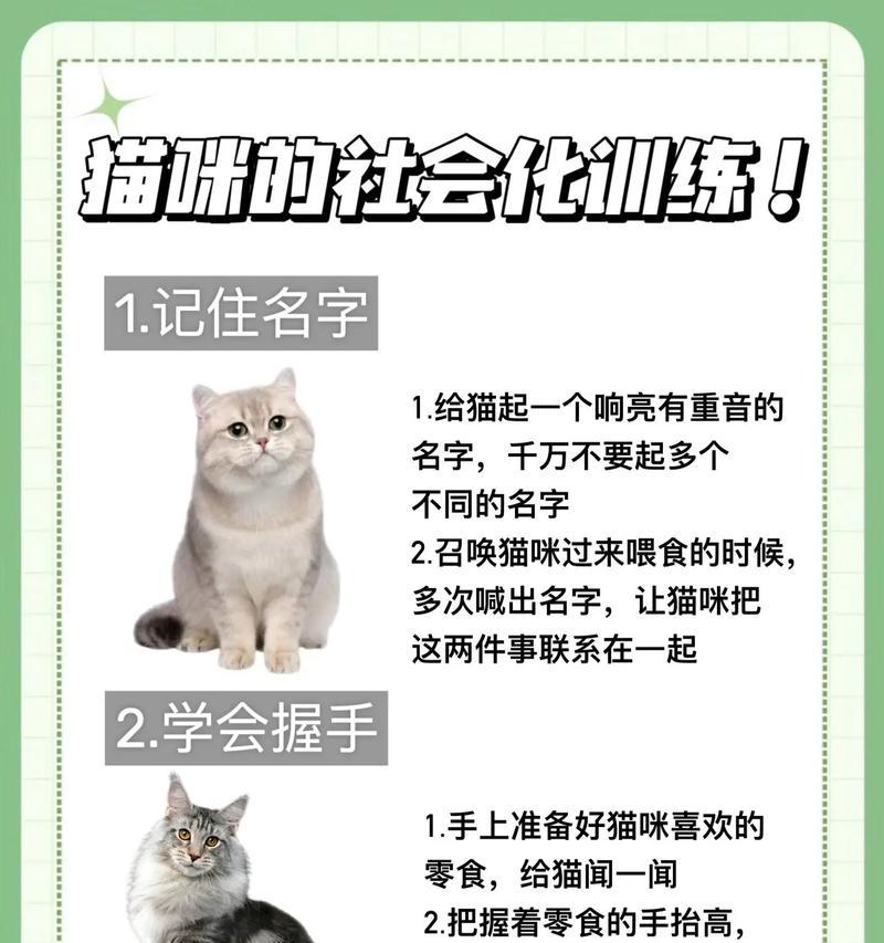 猫咪为什么特别粘人？（探寻猫咪粘人的原因与特征）