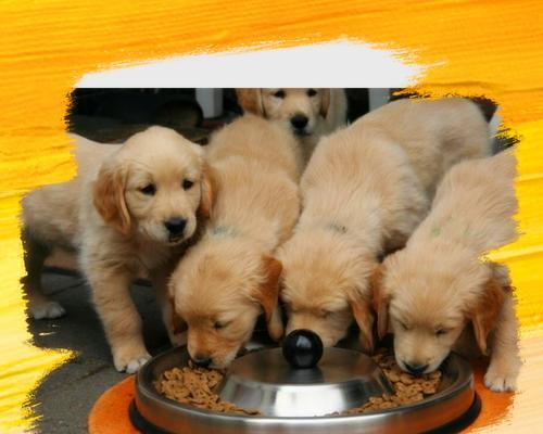两月金毛幼犬饮食指南