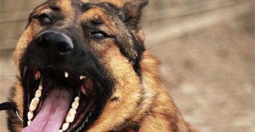 狗狗犬齿破损的原因及处理方法（保护宠物犬齿健康的必要性与方法）