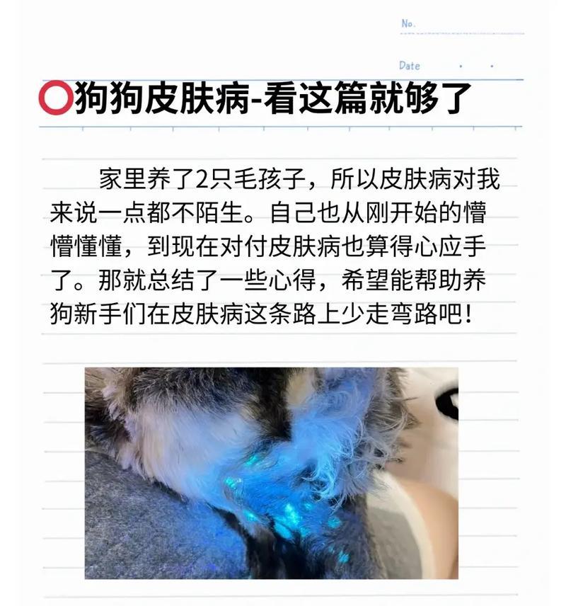狗皮肤病的饮食调理方法（以狗得皮肤病适合吃什么？）