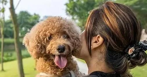 贵宾犬手姿训练，培养优雅风度（从零基础到完美手姿，提升贵宾犬魅力一点也不难）