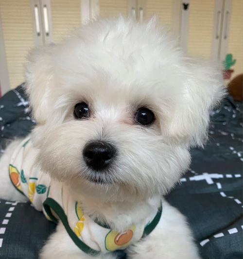 为什么狗能憋尿？（探究狗憋尿的原因与机制）