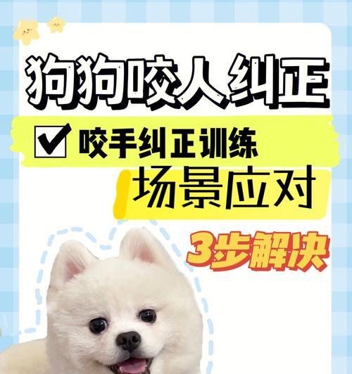 如何训练狗狗成为乖巧听话的伙伴（以培养适应环境、促进社交和提高基本技能为目标的狗训练）