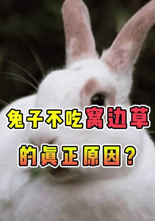 兔子为什么不吃东西？（探究兔子食欲不振的可能原因及解决方法）