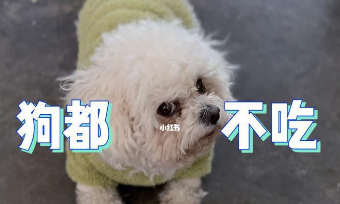 为什么狗有时候不吃东西？（了解狗不吃东西的原因及应对方法）