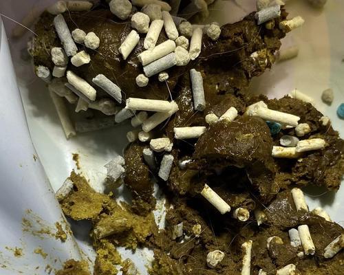 小猫便便的特征及其健康意义（探索小猫便便的颜色、质地和气味）