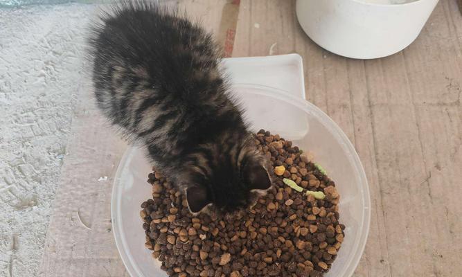 未满月的猫咪应该吃什么？（为你的小猫提供合适的饮食是关键）