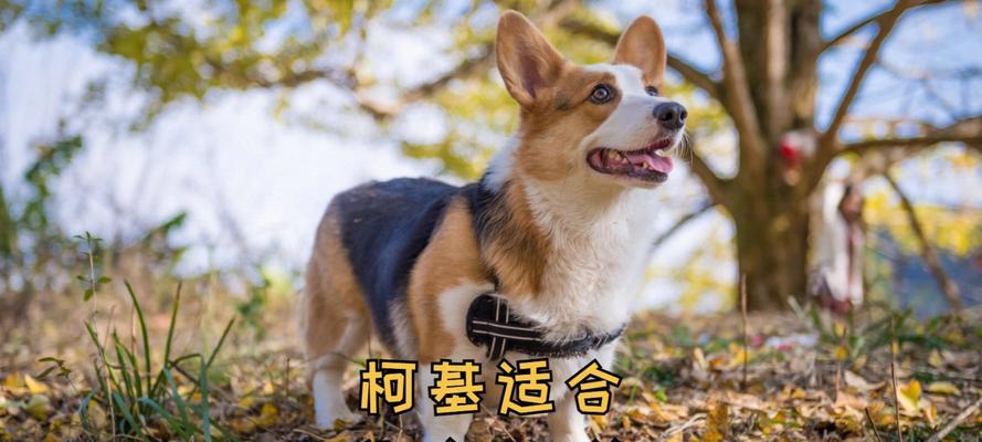 为什么柯基不适合某些人养？（柯基独特的性格与养育需求）