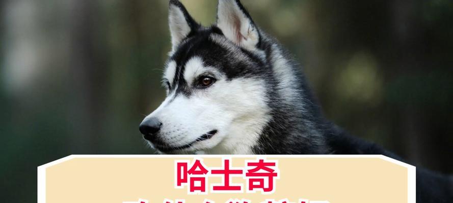 哈士奇拉肚子怎么办？（饮食问题导致的拉肚子及解决方法）