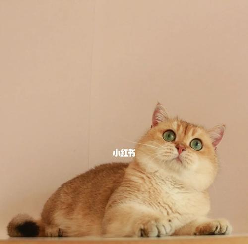 TheCharmingBritishShorthair（ExploringtheUniqueQualitiesofBritishShorthairCats）