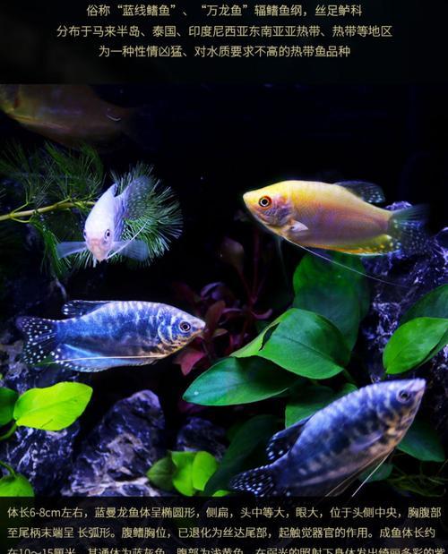 丽丽鱼与什么鱼混养？（了解混养丽丽鱼的最佳伴侣鱼种。）