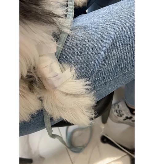小狗倒肠急需救治药物治疗方案解析（小狗因误食引发肠胃问题，药物治疗是关键）