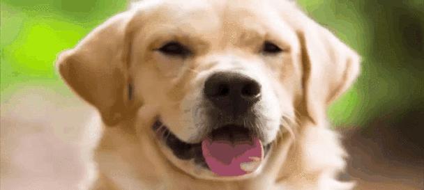 犬类中最粘人的狗户主（拥有主人至上主义情结的忠诚伴侣）