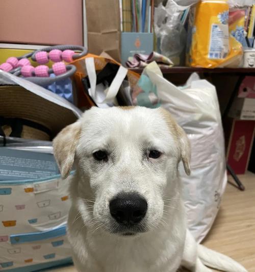 狗狗肾衰竭（如何识别狗狗肾衰竭的迹象以及应对策略）