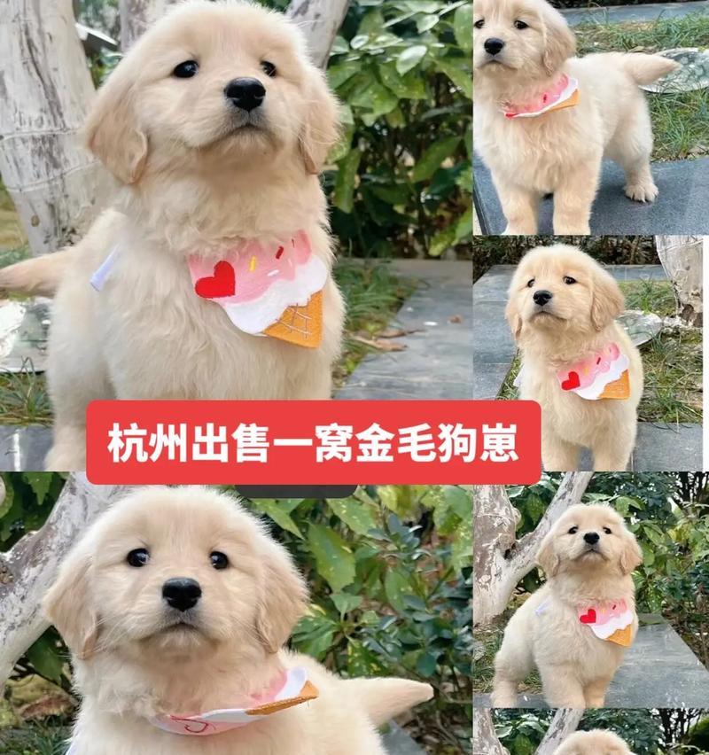 如何正确养护金毛小狗的饮食（金毛小狗的饮食需求及合理营养搭配）