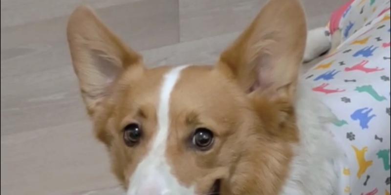 一般狗的耳朵长什么样？（探秘不同犬种耳朵的特征和功能）