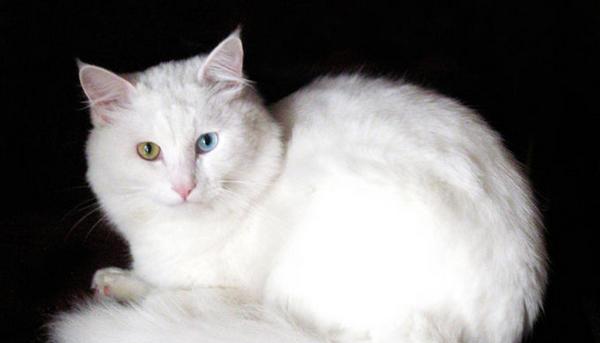 波斯猫幼崽的饮食需求与注意事项（为您的波斯猫幼崽提供正确的饮食，确保其健康成长）
