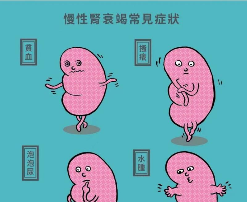 泰迪肾衰竭的症状及应对方法（泰迪肾衰竭的症状多种多样，早期发现与及时治疗至关重要）