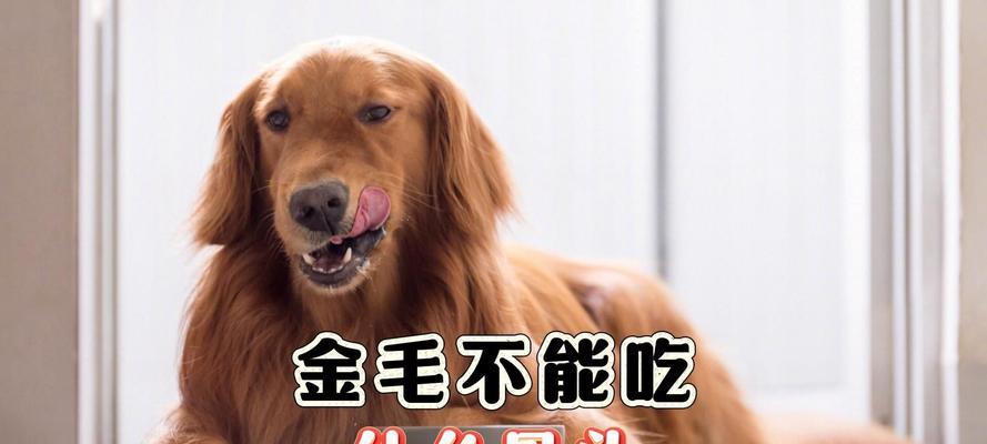 金毛喂食时间选择的重要性（了解金毛喂食时间的关键，为宠物健康护航）