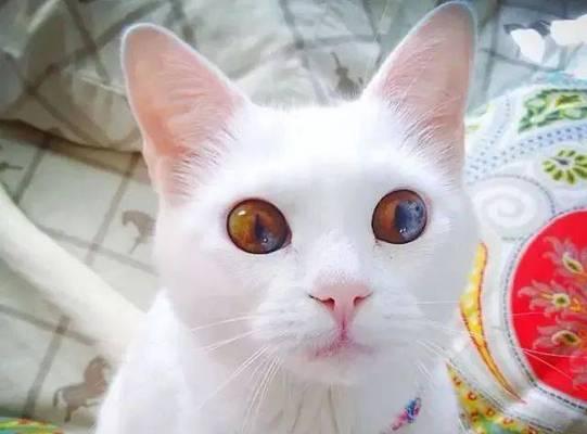 探索世界上最好看的猫咪品种（一起来寻找适合你的宠物伙伴）
