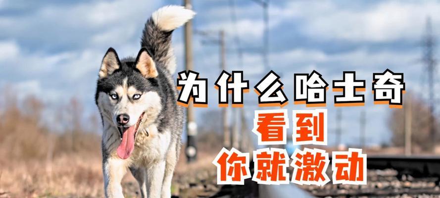 狗为何对人类如此激动？（探秘狗狗看到人时的喜悦与激动）