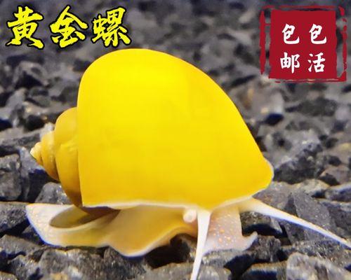 清道夫的食谱（探索清道夫的食性，你知道吗？）
