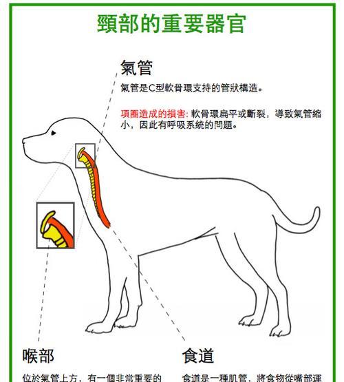 探索狗的器官奥秘（解析狗的器官构造与功能）