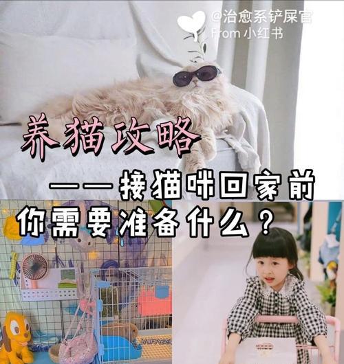 猫要死了，回家是唯一的选择（为什么回家是拯救猫咪生命的关键？）