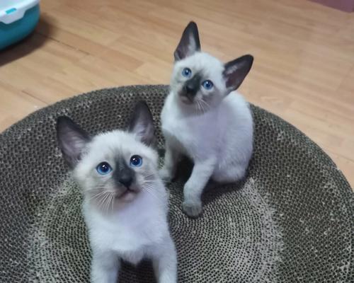 暹罗猫幼猫的饮食需求（养成健康饮食习惯，关注幼猫成长）