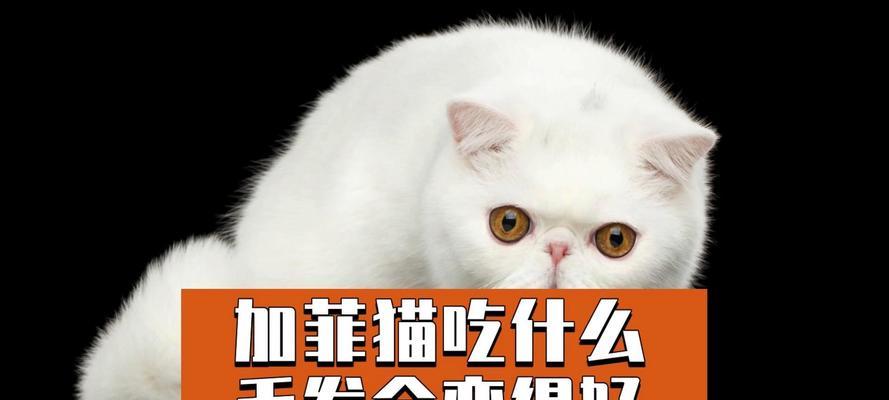 探秘加菲猫的最爱美食（揭秘加菲猫最爱吃什么营养均衡的关键在这里）
