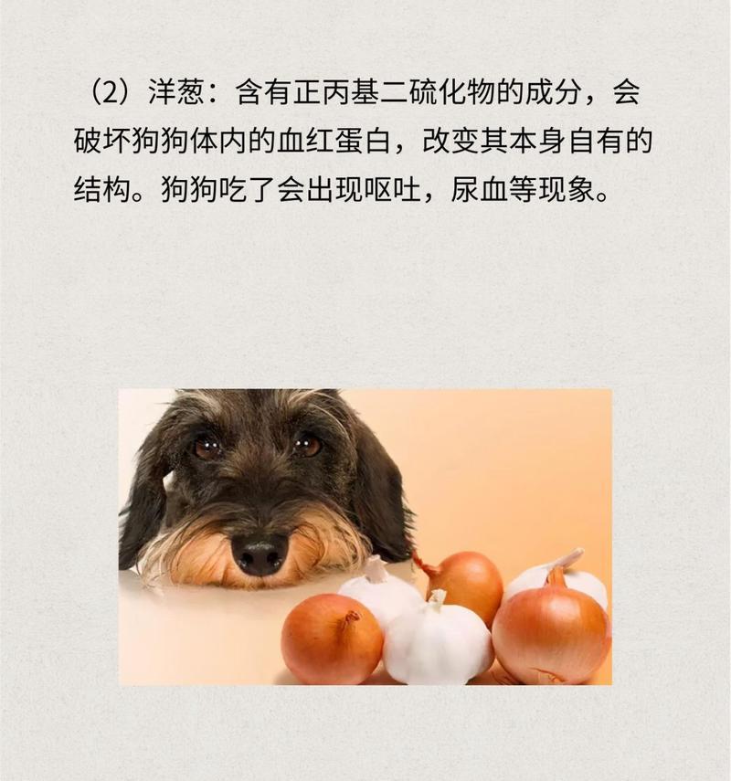 狗妈妈刚生不能吃的食物（为了保护母狗的健康，这些食物要避免！）