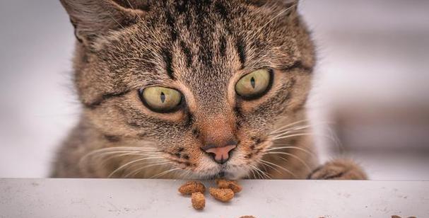 猫咪喜欢吃什么肉？（探索猫咪喜欢的美味肉食）