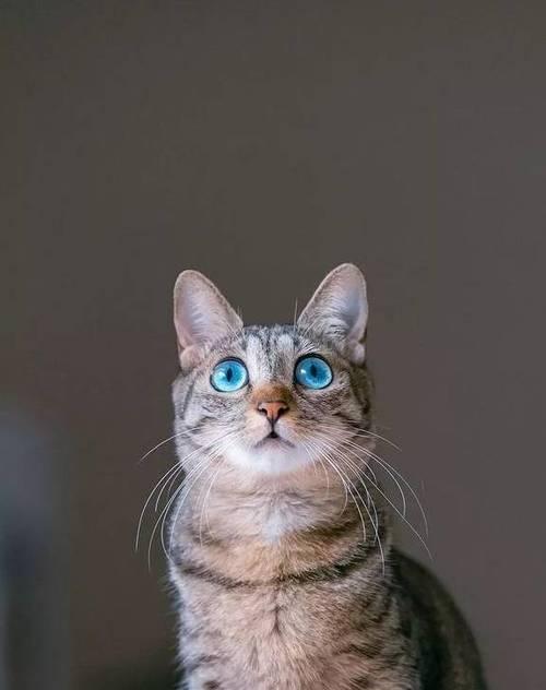 探索猫眼中的品种世界（揭秘猫眼中的多样性与美丽）