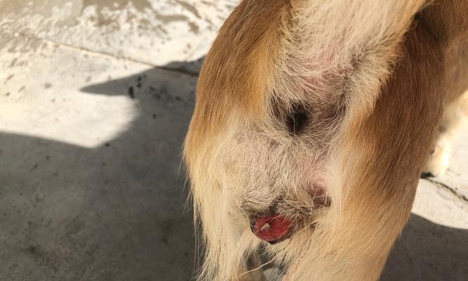 了解狗挤肛门腺的必要性（探究不同狗品种挤肛门腺的频率和方法）