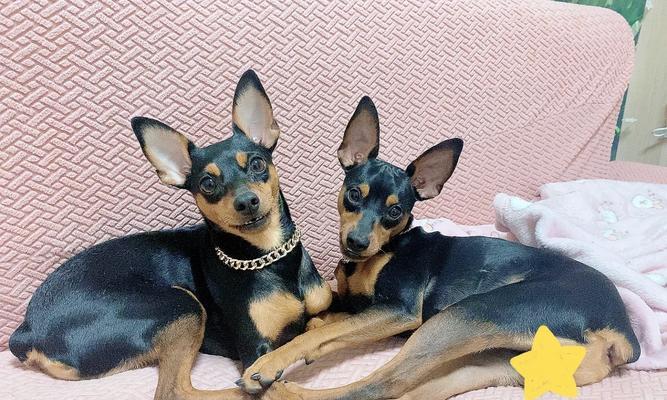混养小鹿犬的最佳选择（与什么狗一起生活才能让小鹿犬更快乐？）