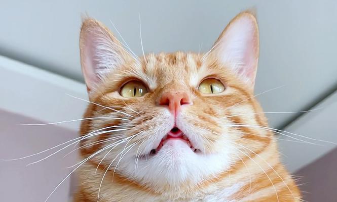 探秘猫的舌头（了解猫舌的特点及其功能）