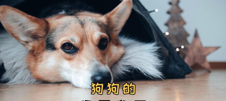 狗胃消化不好的原因及调理方法（帮助狗狗改善消化问题的食物与方法）