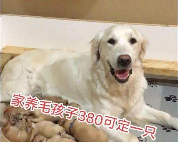 小金毛狗犬的驱虫时间及方法（保护小金毛狗犬免受寄生虫侵害的重要措施）