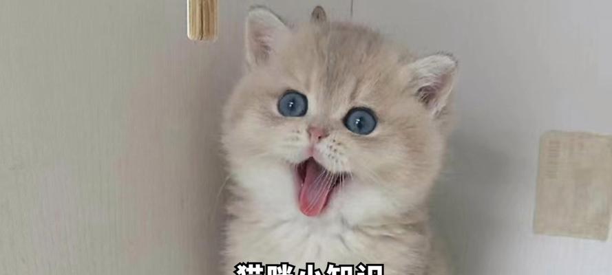 猫嚎叫的意义与表达方式剖析（探究猫嚎叫的种类及其背后的含义）