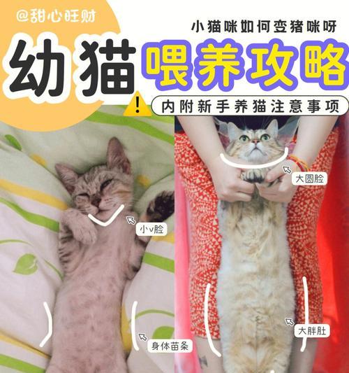 猫咪生完孩子后的饮食需求（了解猫咪产后饮食，保障母婴健康）