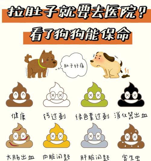 揭秘两个月狗便便颜色的奥秘（探究两个月狗宝宝便便的特点和健康状况）