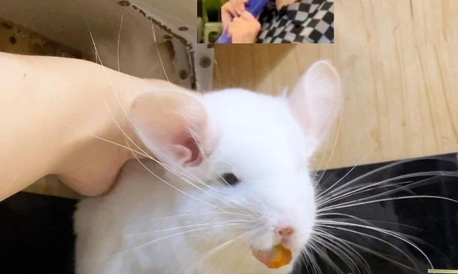 龙猫的钙质补充（龙猫食用草类植物的重要性与推荐种类）