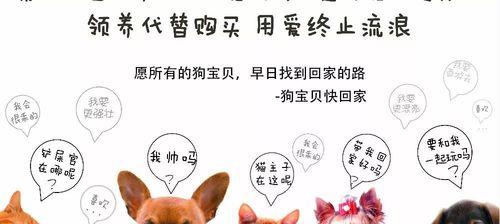如何购买一只健康的狗狗（全面检查，确保选择正确的宠物伙伴）