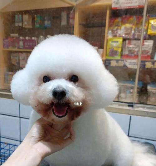 南宁适合养什么狗？（探索南宁最佳犬种，为您的宠物生活选择明智）