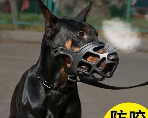 以罗威纳喂什么最好？（罗威纳犬的饮食需求和最佳食物选择）