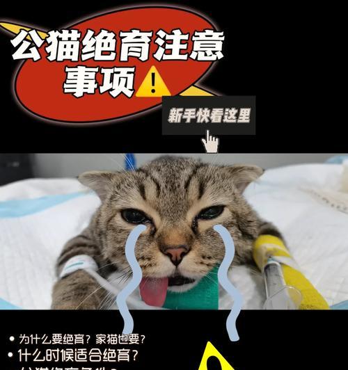 猫咪绝育后需要注意的事项（绝育后的护理和健康指南）