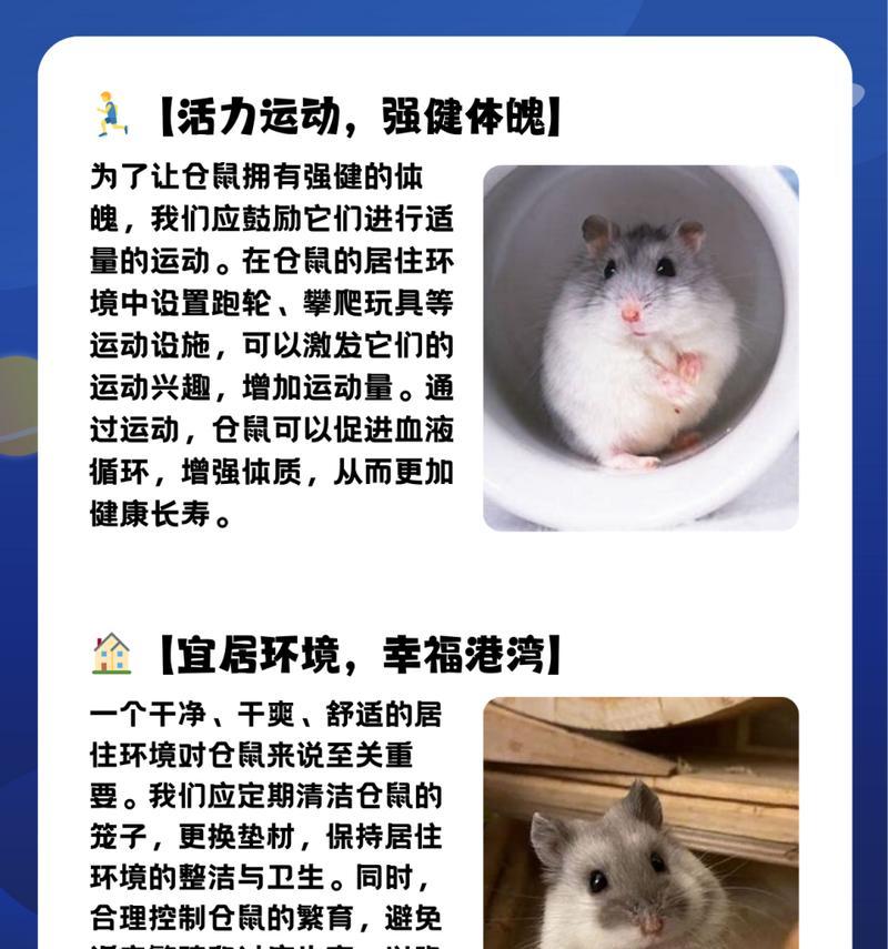 仓鼠的营养需求及15天饮食安排（让你的仓鼠吃得健康、活得快乐）