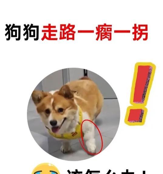 小狗走路不稳的原因及解决方法（探究小狗走路不稳的原因和提供解决方法）